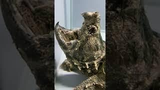 思わず見入ってしまうワニガメの疑似餌。  The tongue of a alligator snapping turtle