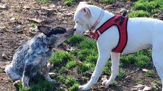 Husky & Border Collie Protect Queensland Heeler Puppy from Aggressive Dog