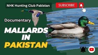 MALLARDS IN PAKISTAN | MALLARD DUCK HUNTING IN PAKISTAN || BEST DOCUMENTARY