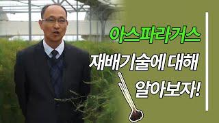 아스파라거스 재배기술