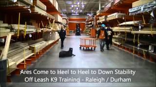 7mo old Cane Corso "Ares" - Dog Training in Raleigh Durham