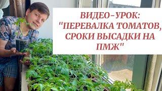 Видео-урок с Борисом Сониным: «Перевалка томатов»