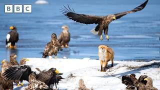 Red fox has to fight off huge birds in order to secure dinner | Asia - BBC