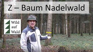 Finde den Zukunftsbaum im Nadelwald um erfolgreich Waldwirtschaft zu betreiben!