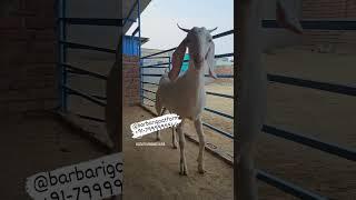 Gulabi Goats Lovers Top Quality -#goatfarming #bakripalan #barbarigoatfarm #goatfarminginindia