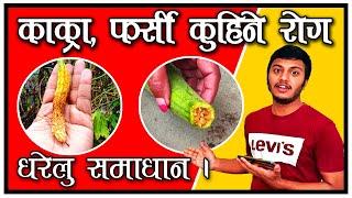 Simple Homemade control of Fruit Fly || काक्रो, फर्सी, लौकाको बचीलो कुहिने समस्याको घरेलु नियन्त्रण