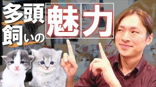 【猫の多頭飼いで迷ったら見て！】多頭飼いの「メリット・デメリット」と魅力をご紹介！保護猫や種類による合わせ方のコツも解説します！