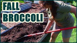 Broccoli | Fall Garden Planning And Planting