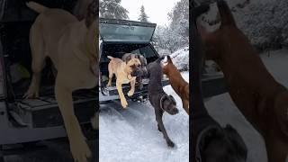 Pawsome Tricks: big Dogs Doing the Unexpected! #americanbully #dogtrainingfundamentals
