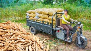 Use 3-wheeled Vehicle Harvesting Cassava Roots Goes To Sell To Villagers | Phuong Free Bushcraft