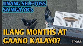 ILANG BUWAN PUWEDENG I-SELF-TOSS ANG MGA YB's NA KALAPATI AT GAANO KALAYO? | USAPANG SELF-TOSS