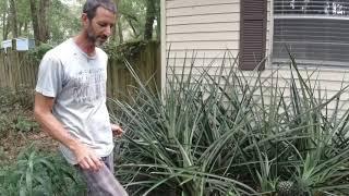 growing pineapple plants in Florida