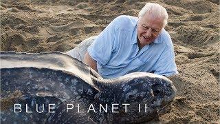 Protecting leatherback turtles - Blue Planet II: Episode 7 Preview - BBC One