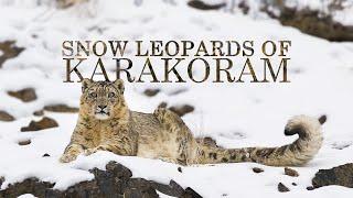 The Future of Snow Leopards | Snow Leopard Documentary