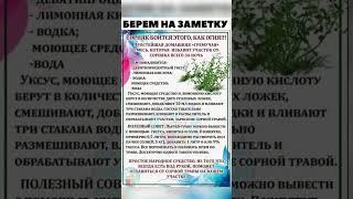 Борьба с бурьяном #обработка #полезныесоветы #рекомендации
