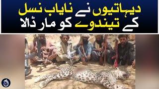 Dera Bugti: Villagers kill a rare leopard - Aaj News