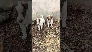 Doggies #trending #zeevlogs #viral #love #doggie