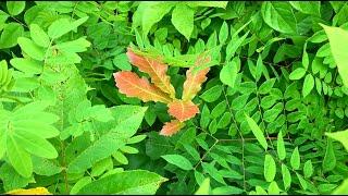 Permaculture Nursery - A Small Area Can Grow A LOT!