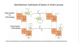 BIO204 DNA Mutation and Repair