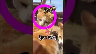 고양이로 돈벌기 참 쉽죠잉