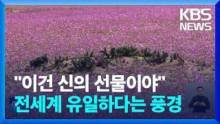 [글로벌K] '지구상 가장 건조한 지역' 칠레 아타카마 사막에…그곳에도 / KBS  2024.07.17.