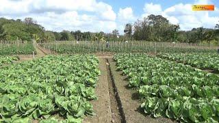 Plight Of The Trinidad Farmers