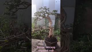 perjalanan panjang #bonsaisancang #premnamicrophylla #tegal #galeribonsaipantura