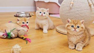 Family of British Shorthair kittens playing happily together