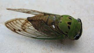 Cicada Locust  Shop Helper ONE UGLY BUG!!!!!