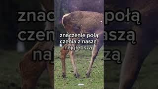 CZAS TO ZAPAMIĘTAĆ  Anielskie Przesłani #shorts #wiadomości #wiadomościodaniołów #bóg #anioł