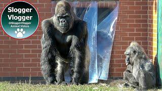 Gorilla Family at Twycross Zoo