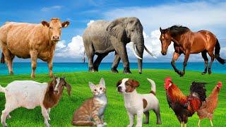 Animal Sound Compilation - Cat, Dog, Goat, Horse, Cow, Chicken - Animal School