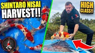 SHINTARO NISAI HARVEST!! SPECIAL KOI!!