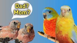 Turquoisine Parakeets Raise Baby Bourke Parakeets | Incredible!