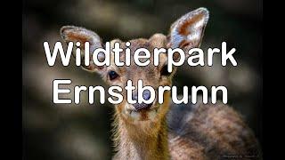 Wildpark Ernstbrunn im Weinviertel Tiere und Natur #nature #tierpark  #ernstbrunn #wildlife #wandern