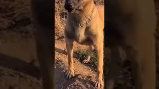 Dog saving Nemo from car accident -Epic Youtube Videos