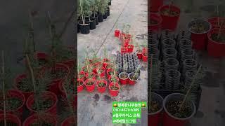 비오는날 블루아이스 지주작업과 분갈이 하기 #문그로우 #나무심기 #garden #에메랄드그린 #gardening #잭큐몬티 #블루아이스 #쎌프레아
