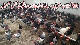 Poultry farm business plan | 500 Golden misri profit | golden misri farming in Pakistan