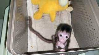 A VERY SMAll NEWBORN BABY MONKEY, PROBABLY BORN PREMATURELY