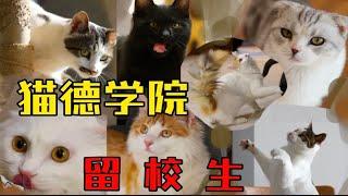 猫德学院留校生们