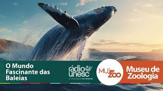 Baleias: as gigantes dos oceanos | Muzoo | 05/03/2025