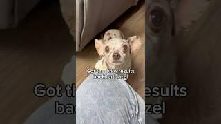 Results are in!#dnaresults #chiweenie #chihuahua #dachshund #mixbreed #goodgirl #goodestgirl #sassy