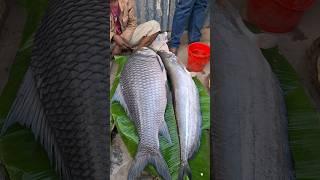 Selling 25 kilo giant catlafish, sheatfish & baghair fish in the local market #big_fish #catlafish