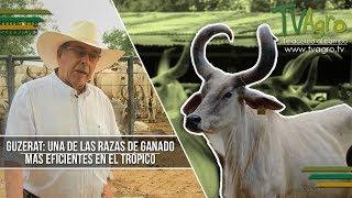 Guzerat: Una de las Razas de Ganado mas Eficientes en el Tropico  - TvAgro por Juan Gonzalo Angel