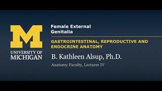 Reproductive System: Female External Genitalia