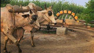 Bull Powered Persian Water Wheel || Bullock Rehat Water Wheel