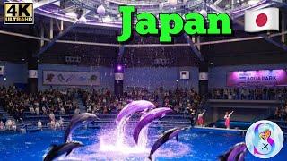 Japan  Shinagawa Aquarium in Tokyo Enjoy Dolphin  show visit 2024