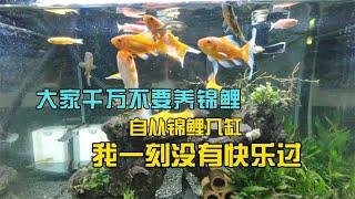 大家千万别养锦鲤，鱼缸里养了锦鲤后，我的快乐消失了