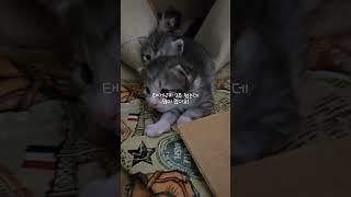 백작이네 가족모습 #백작이 #고양이가족 #cat family #kitten #shorts