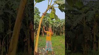 How to harvesting are banana #ep-752 #agriculture #trending #farming #banana #shortfeed #fruits